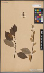 Foto von Salix caprea L.
